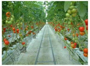 CO2を液化・運搬、トマト温室での有効利用