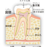 歯髄再生