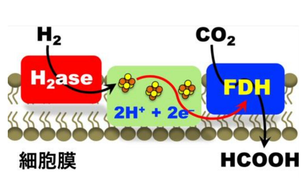 （図１）細胞膜酵素による水素駆動型CO2還元反応からのギ酸生成系の模式図