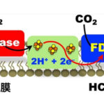 細胞膜酵素を用いた水素駆動型CO2還元反応によるギ酸生成系の開発