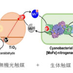 バイオ光触媒によるNH3と水素生成のイメージ図